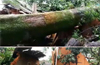 Huge tree falls over house at Barebail ; 2 women  severely injured